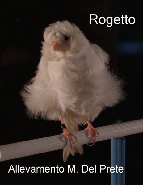 [Rogetto_Punto_1.jpg]