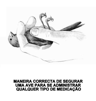 [segurar+can+para+medicamentos.JPG]