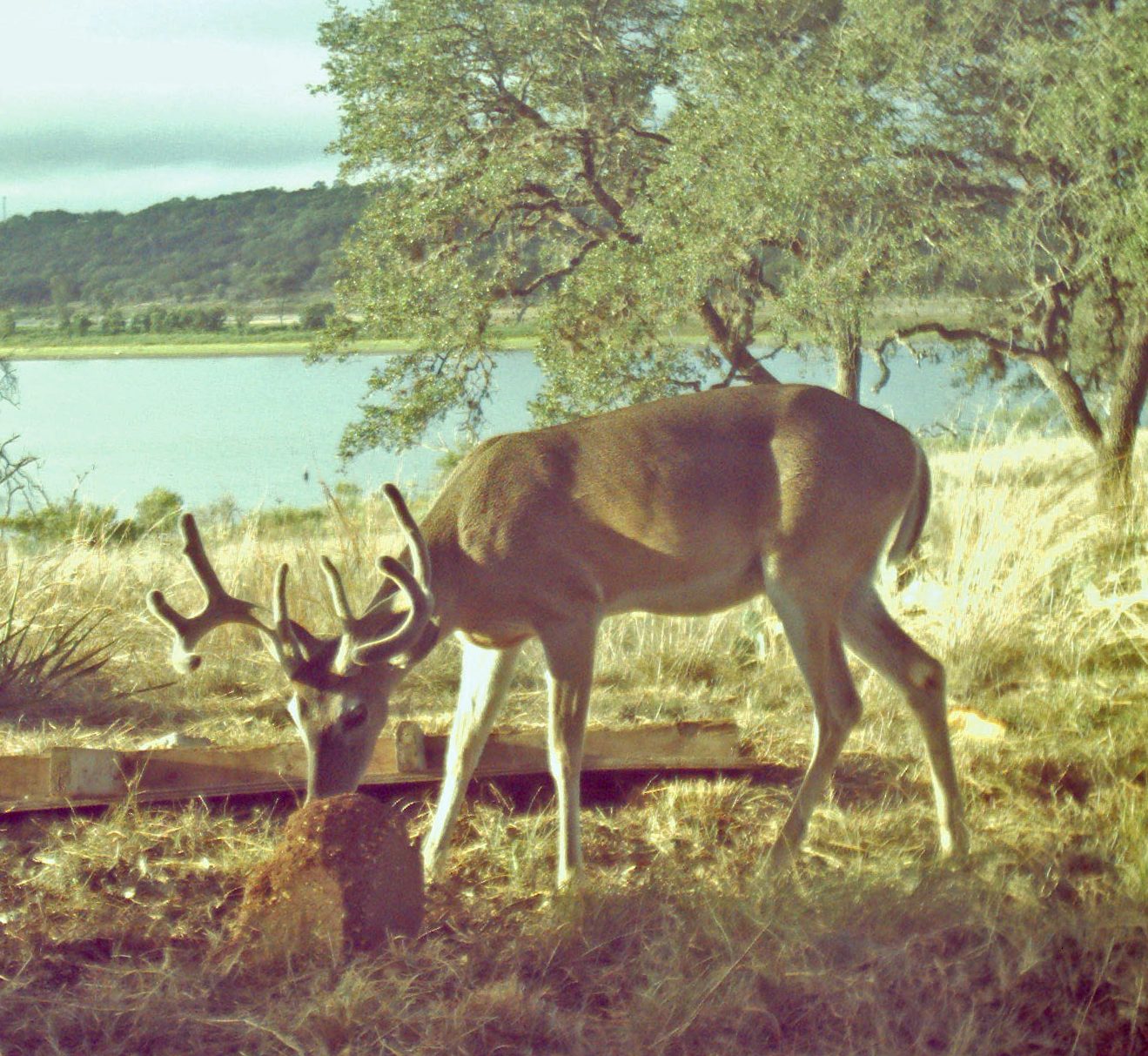 Our Creatures, Great and Small The Wildlife of Mystic Shores at Canyon