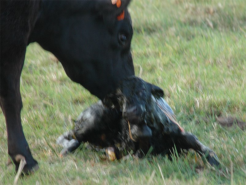 [Cow+birth+G+-+calf+out++-+calf+struggling+to+get+up+7.18.00.jpg]
