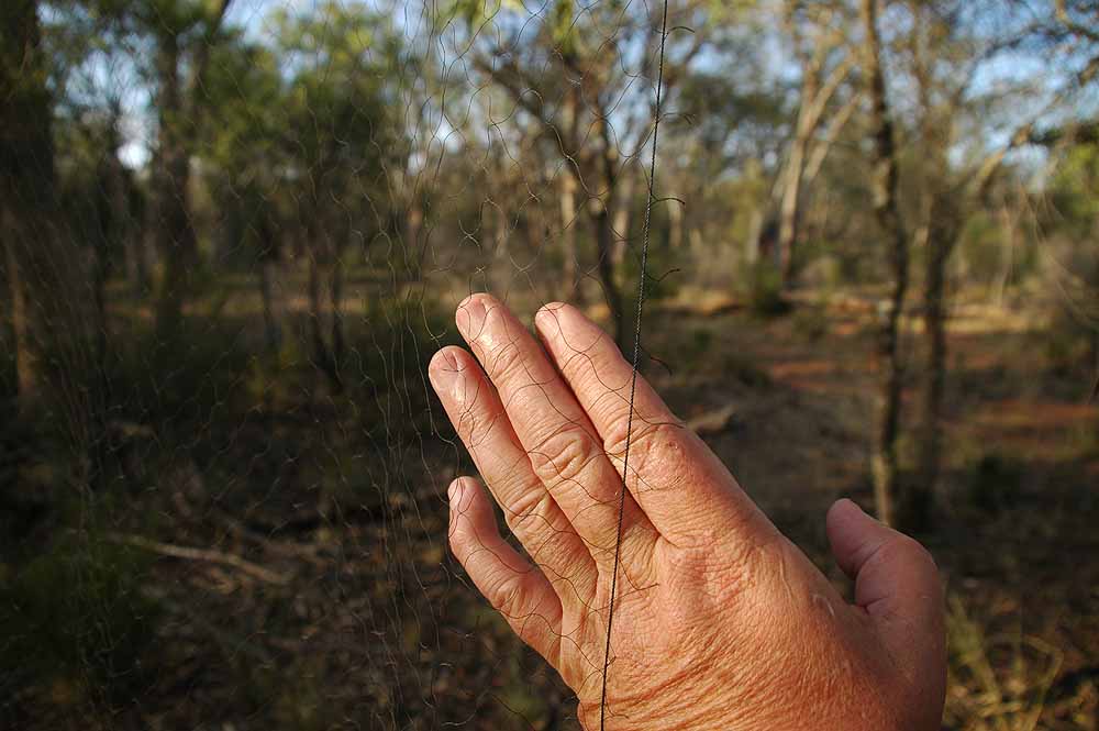 The Nature of Robertson: The processes of bird banding
