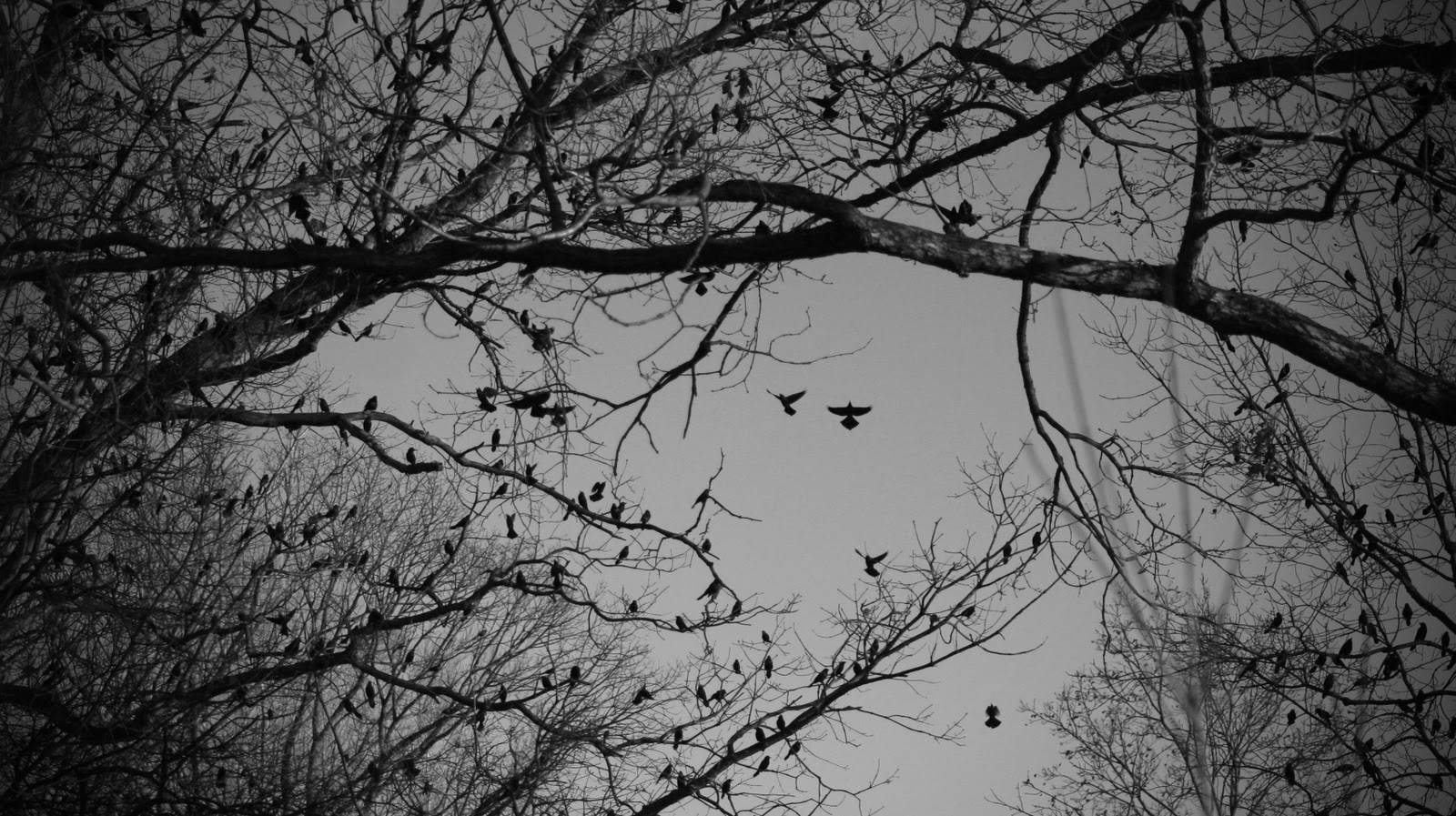 Laughing With The Sun: blackbird singing in the dead of night
