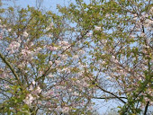 prunus autumnalis rosea..... es wurde Frühling