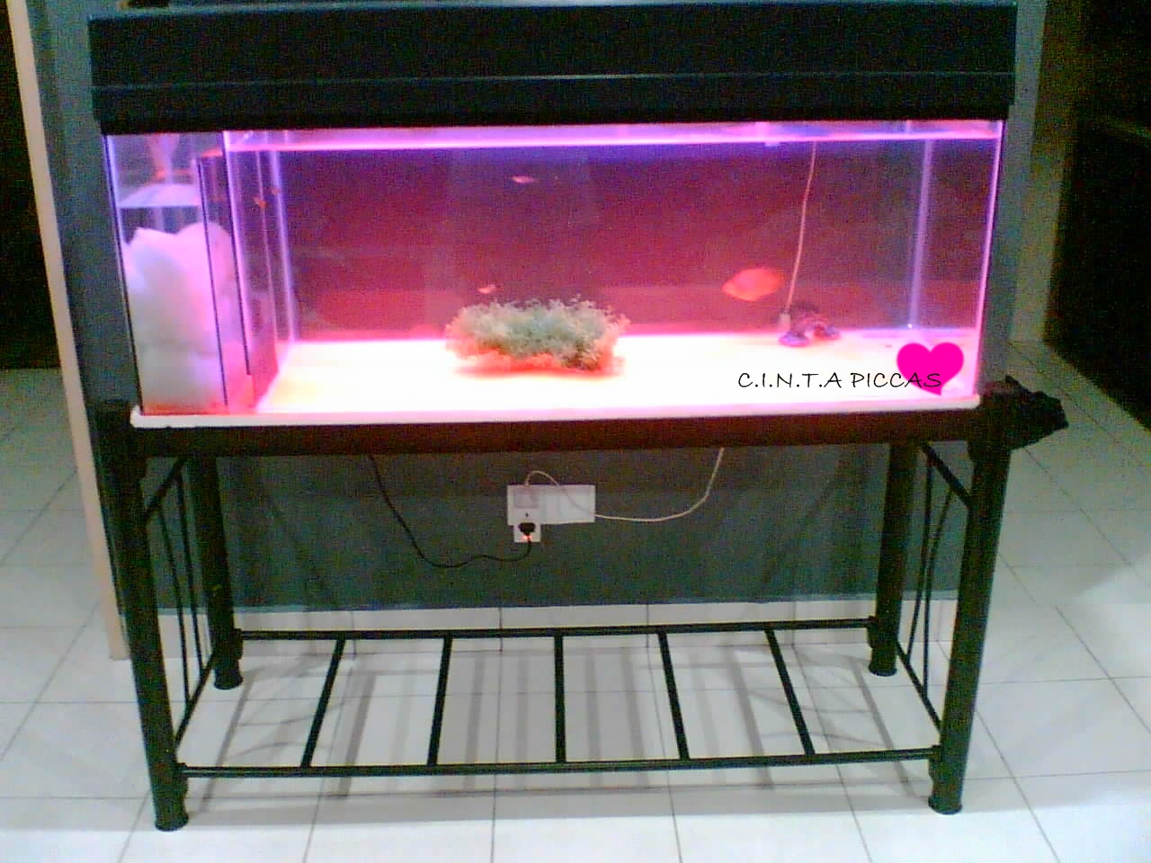 Akuarium Baru! Yeppi!