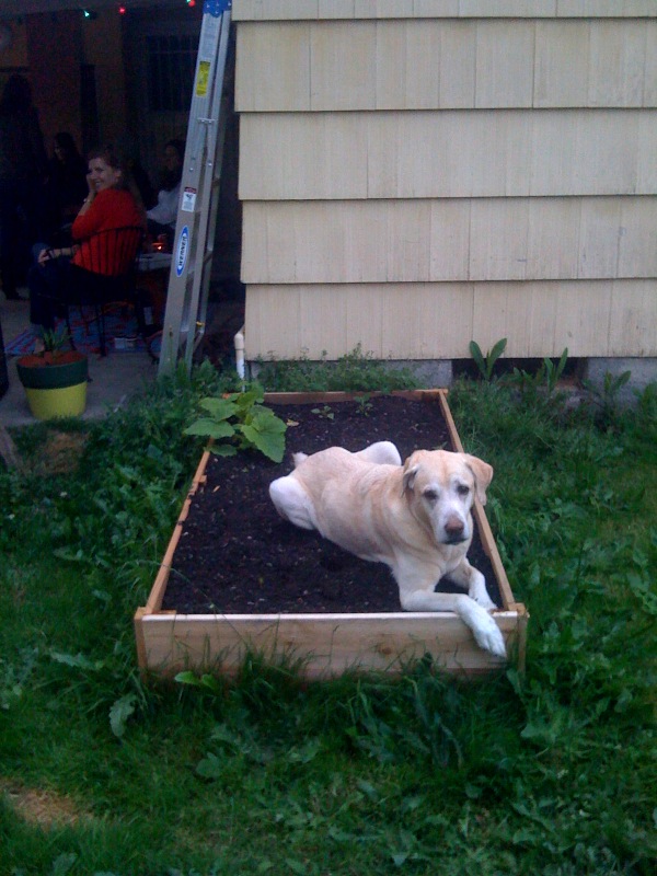 Frontside Hardware: Charlie Brown Porn