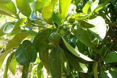 Grapefruit tree in my parent's garden