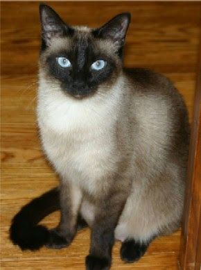 charmstone earl sherwan siamese cat charmstone earl sherwan siamese cat