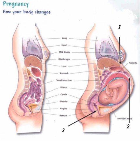 [Pregnant Organs.PNG]