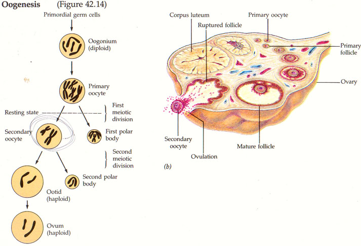 Pada meiosis pertama sel spermatosit primer akan membelah menjadi