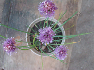 Cebollino , Allium schoenoprasum