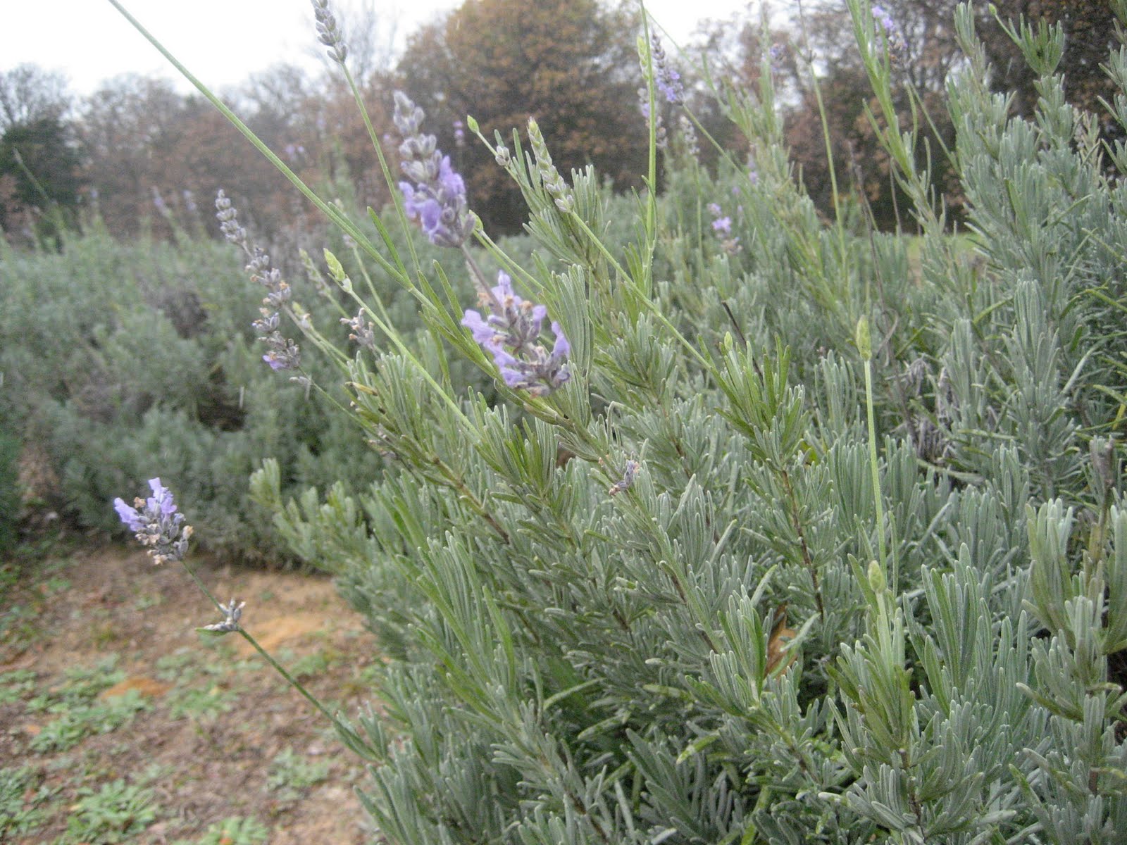 Oh Food! Lavender Ridge Farms