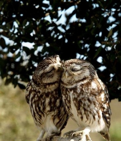 owls%5B1%5D.jpg