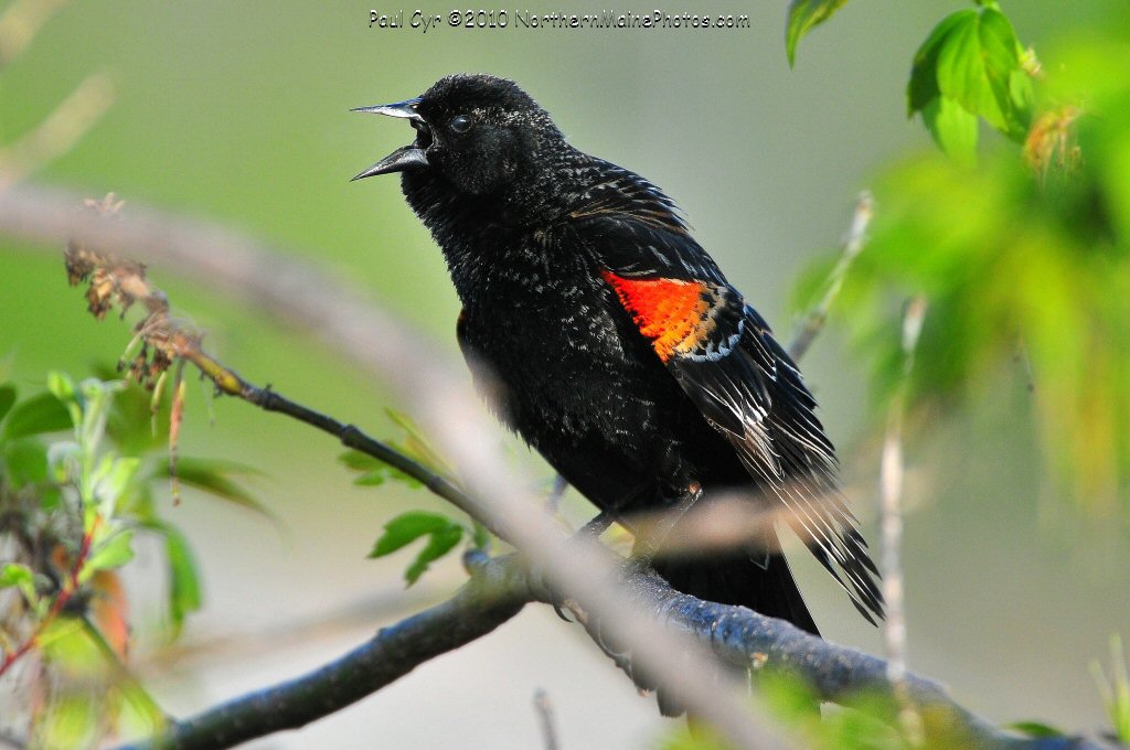 Northern Maine Birds Northern Maine Birds, 3 11 May 2010