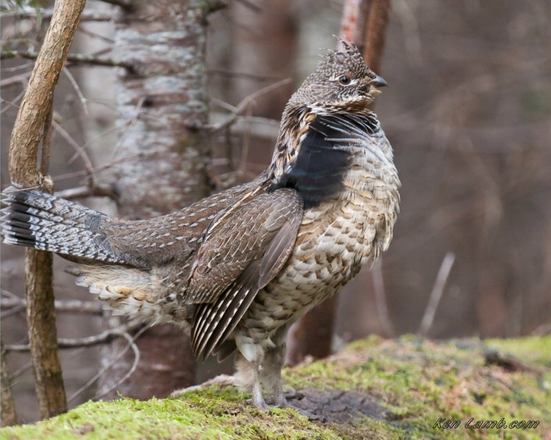 Northern Maine Birds Northern Maine Birds 1421 April 2010