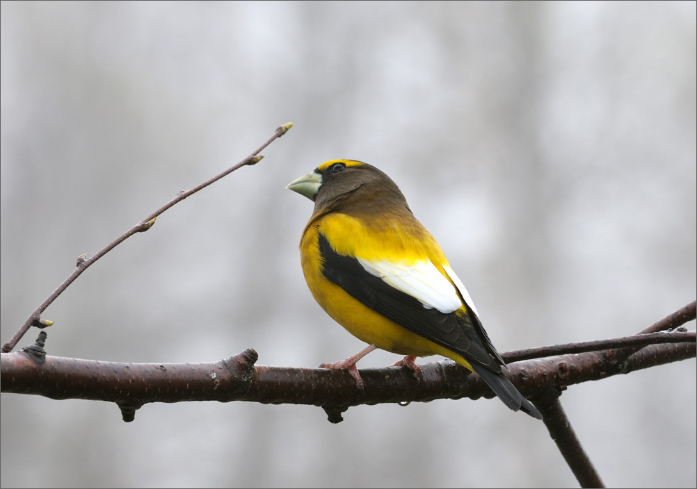 Northern Maine Birds Northern Maine Birds 22 April 2 May 2010