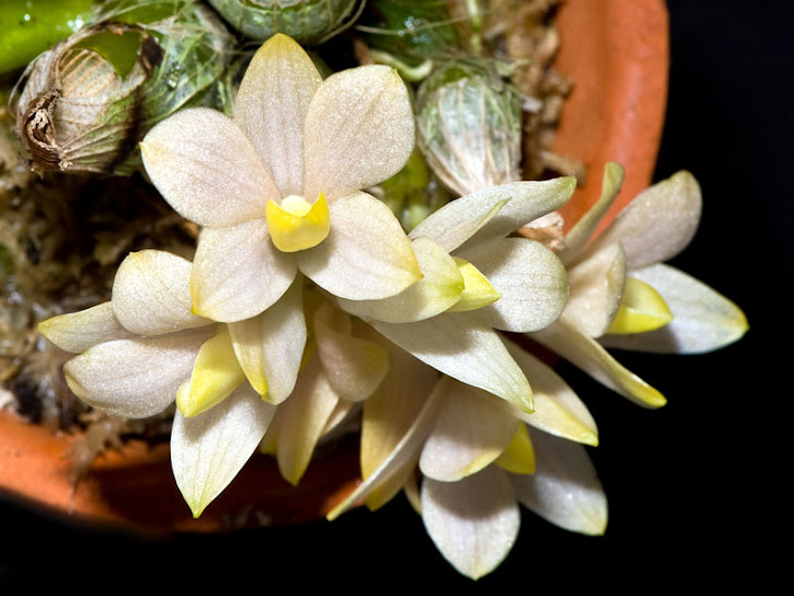 Dendrobium laevifolium creme