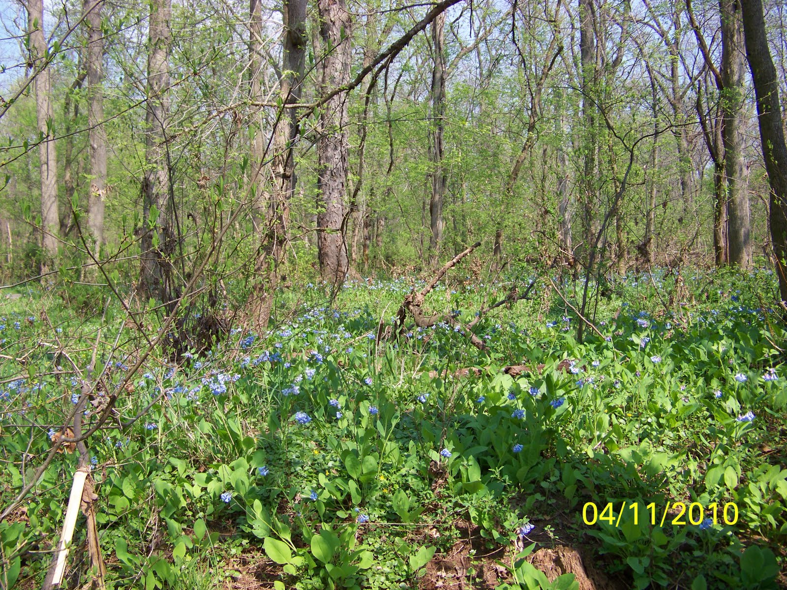 Up. Flowers of Colonial and Duke Island Park
