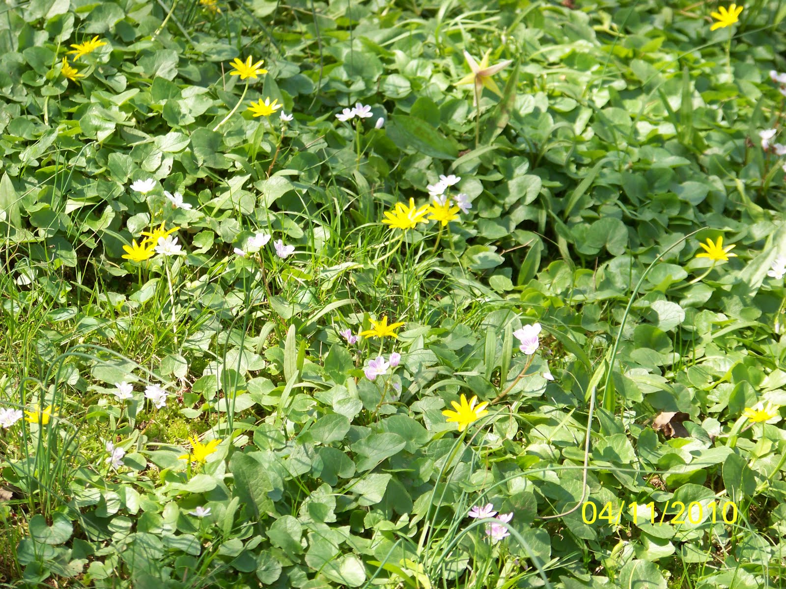 Up. Flowers of Colonial and Duke Island Park