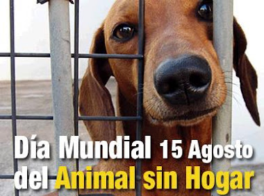 Día del Animal Sin Hogar