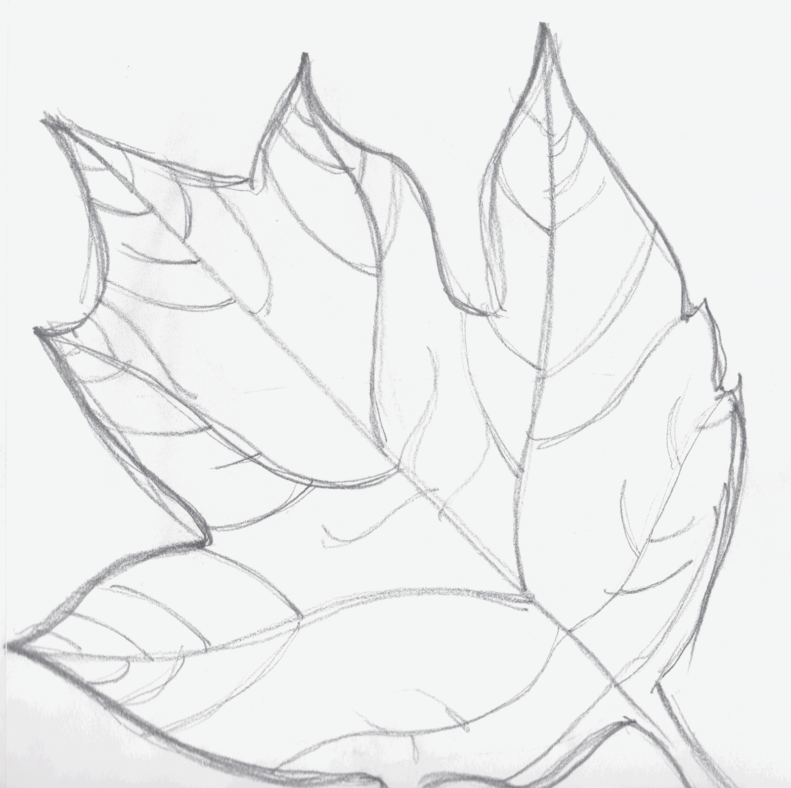 Laurens Blog: Most Successful Leaf Drawings in Observational Notebook
