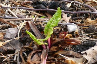 [6a00e552f1583b8833011168b5c0c3970c-320wi]