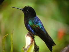 Velvet Purple Coronet