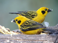 Golden Tanager