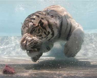 [o+tigre+branco+água.jpg]