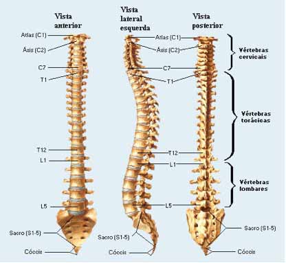 Coluna FISIOTERAPIA NOTA 10: Coluna Vertebral, Anatomia, Patologias e Tratamento