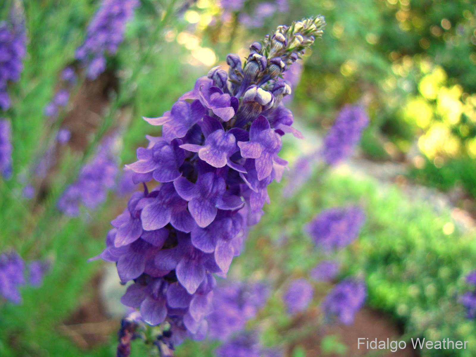 Butterflies Of Singapore Favourite Nectaring Plants 14