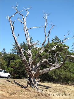 Juniperus maritima in Washington Park, Anacortes
(Nice truck!)