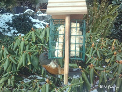 Spotted Towhee