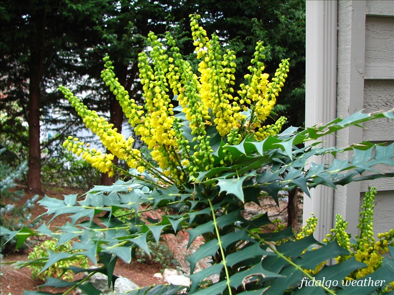 In Praise Of Mahonia