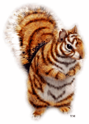 TigerSquirrel.gif