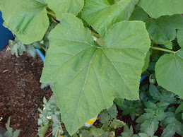 SQUASH LEAF