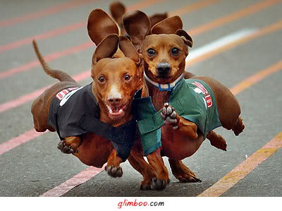 [CORRIDA...........jpg]