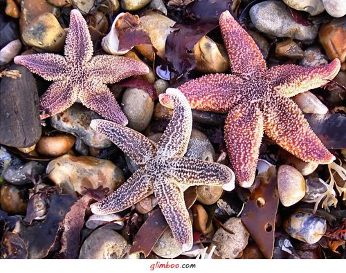 [AS+ESTRELAS+BLOG.jpg]