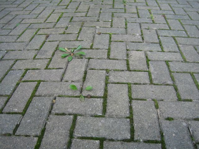 Driveway Pavers Near Me Perfect Solution for Your Home