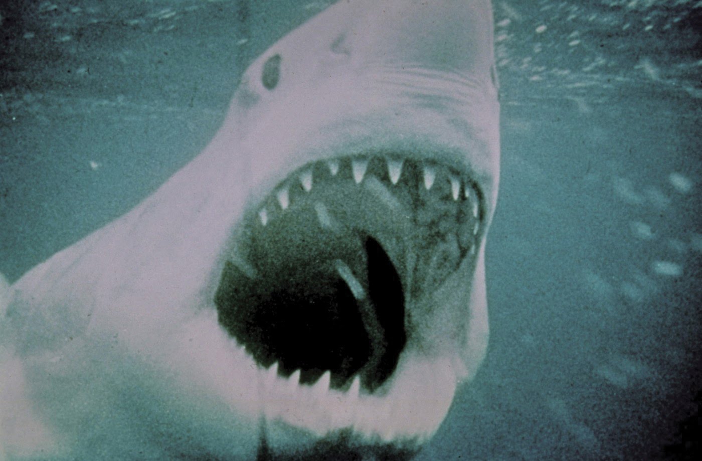 Movie Memorabilia Emporium: Jaws (1975) Promotional photos - High ...