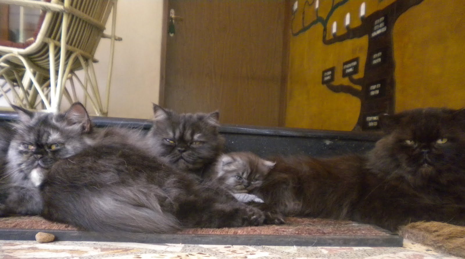 pets2goodhomes My Persian Cat Family