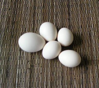 bantam eggs, Honduras