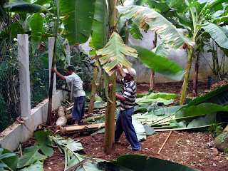 little banana plantation, la ceiba, honduras