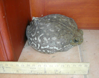 Bufo marinus toad, La Ceiba, Honduras