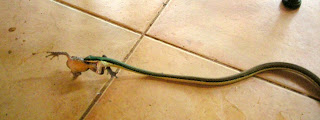 green headed tree snake, Leptophis mexicanus, Honduras