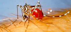 dengue mosquito, aedes aegypti