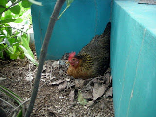 sitting bantam hen, La Ceiba, Honduras