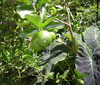 Lemons or limes, La Ceiba, Honduras