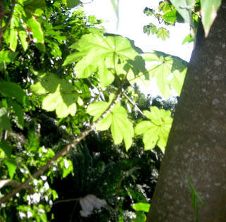 cecropia (guarumo) La Ceiba, Honduras