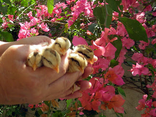 bantam chicks, La Ceiba, Honduras