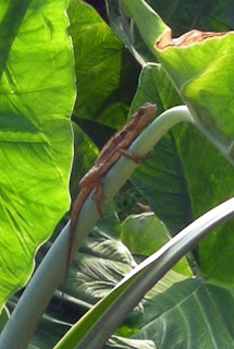 lizard, La Ceiba, Honduras